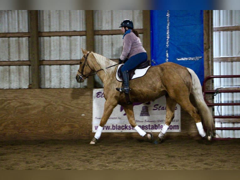 American Quarter Horse Ruin 7 Jaar 163 cm Palomino in Highland Mi