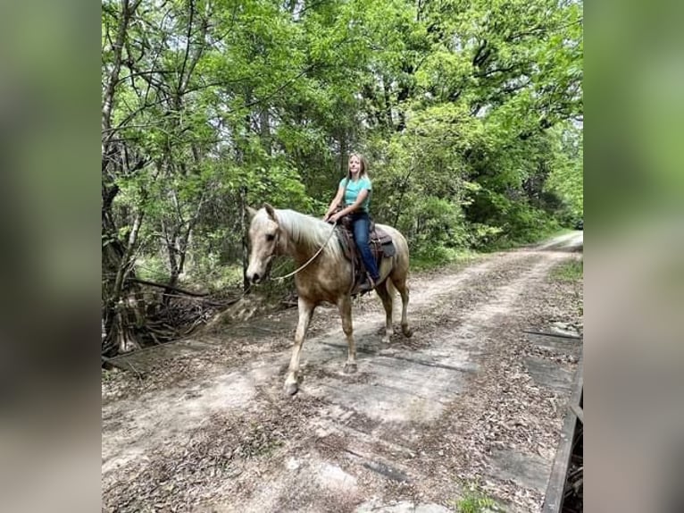 American Quarter Horse Ruin 7 Jaar 163 cm Palomino in Ravenna TX