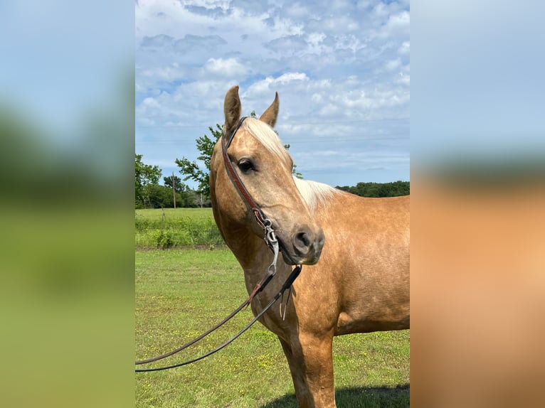 American Quarter Horse Ruin 7 Jaar 163 cm Palomino in Ravenna TX