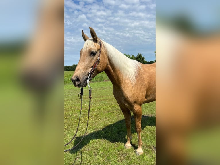 American Quarter Horse Ruin 7 Jaar 163 cm Palomino in Ravenna TX