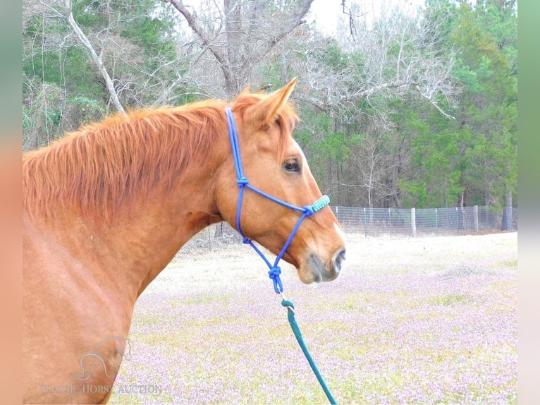 American Quarter Horse Ruin 7 Jaar 163 cm Red Dun in New Summerfield, TX