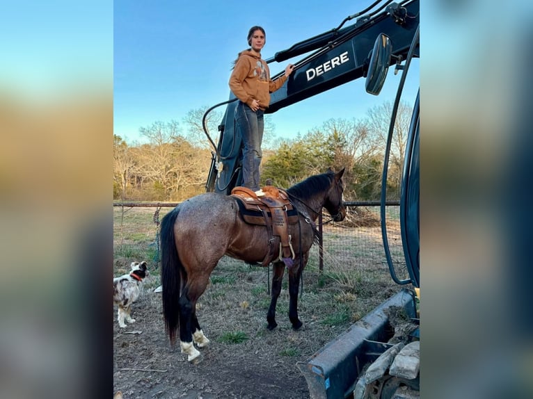 American Quarter Horse Ruin 7 Jaar 163 cm Roan-Bay in Hatfield