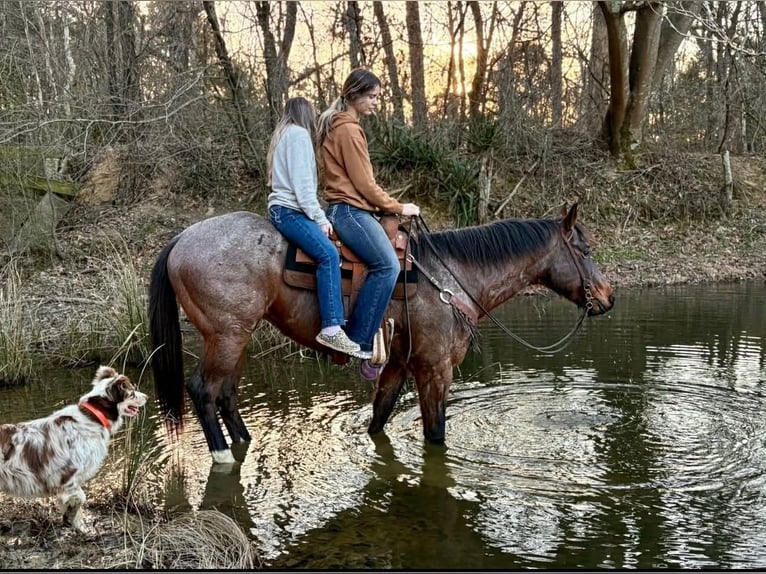 American Quarter Horse Ruin 7 Jaar 163 cm Roan-Bay in Hatfield
