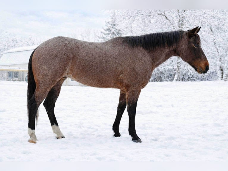 American Quarter Horse Ruin 7 Jaar 163 cm Roan-Bay in Hatfield
