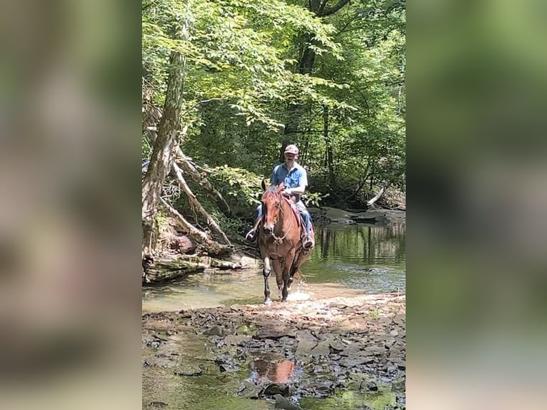 American Quarter Horse Ruin 7 Jaar 163 cm Roan-Bay in Henderson