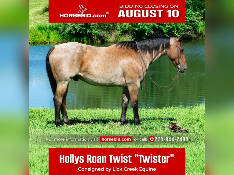 American Quarter Horse Ruin 7 Jaar 163 cm Roan-Bay in Henderson