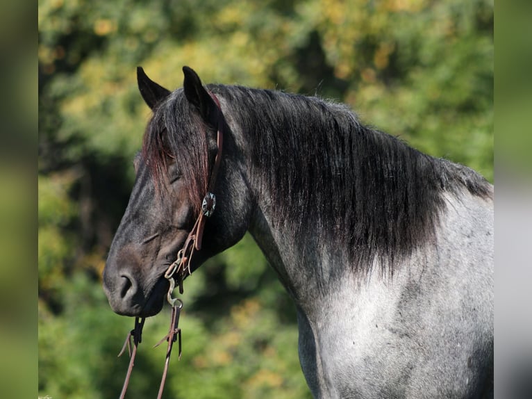 American Quarter Horse Ruin 7 Jaar 163 cm Roan-Blue in Mount Vernon