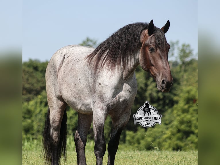 American Quarter Horse Ruin 7 Jaar 163 cm Roan-Blue in Gladstone, NJ