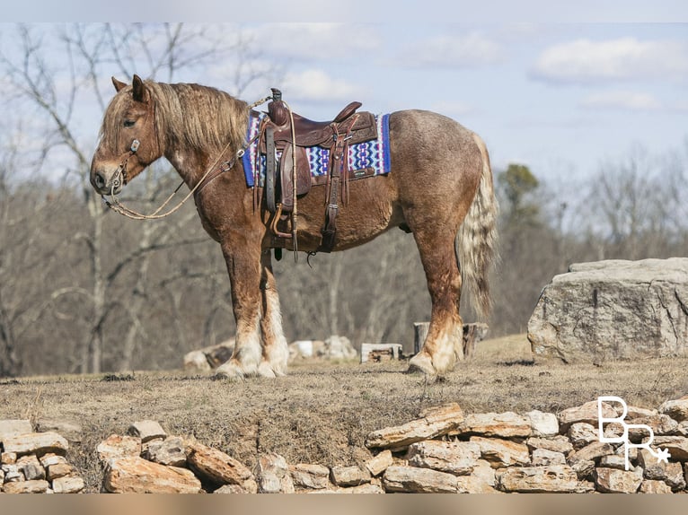 American Quarter Horse Ruin 7 Jaar 163 cm Roan-Red in Mountain Grove MO