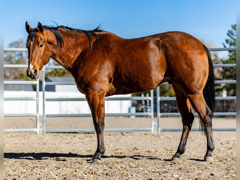 American Quarter Horse Ruin 7 Jaar 163 cm Roodbruin in Riverton