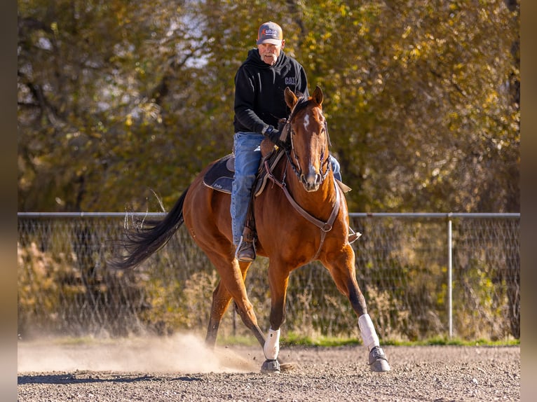 American Quarter Horse Ruin 7 Jaar 163 cm Roodbruin in Riverton