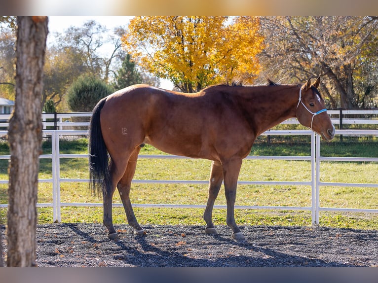 American Quarter Horse Ruin 7 Jaar 163 cm Roodbruin in Riverton
