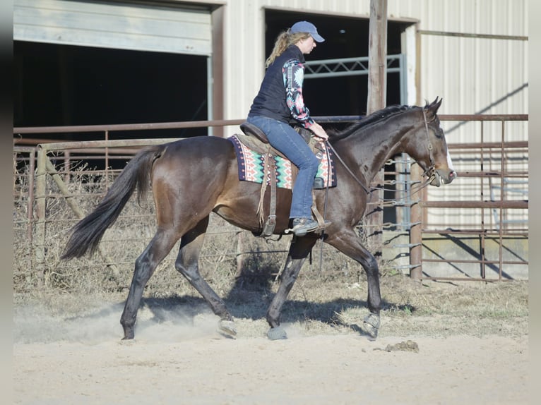 American Quarter Horse Mix Ruin 7 Jaar 163 cm Roodbruin in Athens