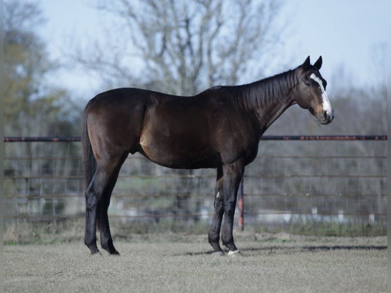 American Quarter Horse Mix Ruin 7 Jaar 163 cm Roodbruin in Athens