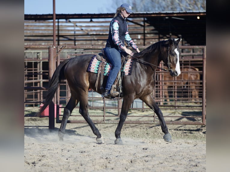 American Quarter Horse Mix Ruin 7 Jaar 163 cm Roodbruin in Athens