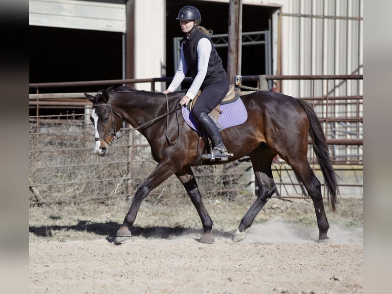 American Quarter Horse Mix Ruin 7 Jaar 163 cm Roodbruin in Athens