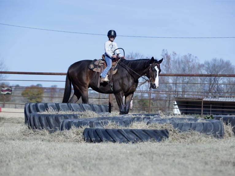 American Quarter Horse Mix Ruin 7 Jaar 163 cm Roodbruin in Athens