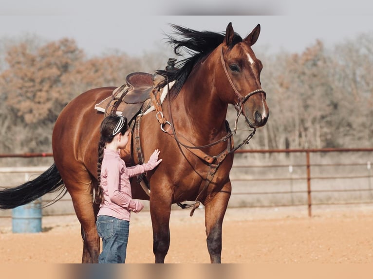 American Quarter Horse Mix Ruin 7 Jaar 163 cm Roodvos in Fort Worth Texas