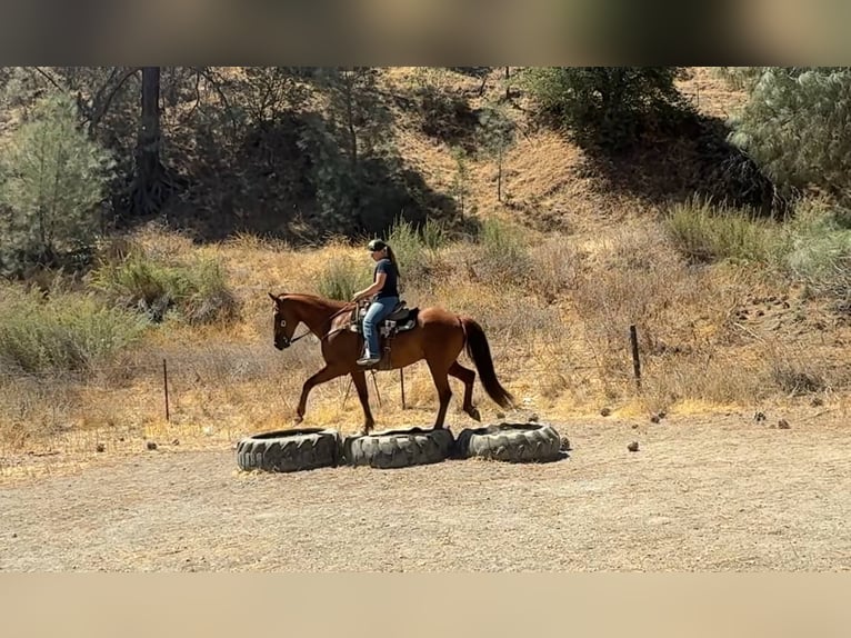 American Quarter Horse Ruin 7 Jaar 163 cm Roodvos in Bitterwater CA
