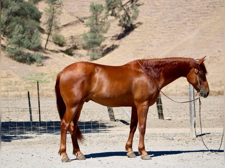 American Quarter Horse Ruin 7 Jaar 163 cm Roodvos in Bitterwater CA