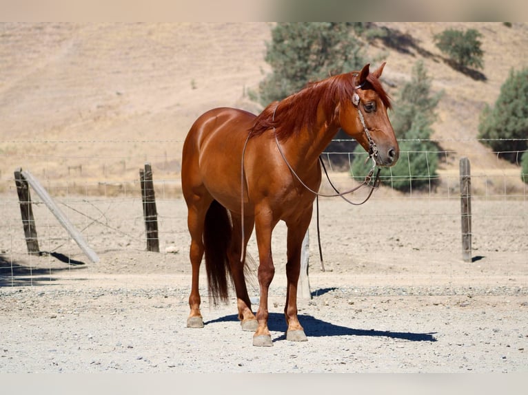 American Quarter Horse Ruin 7 Jaar 163 cm Roodvos in Bitterwater CA