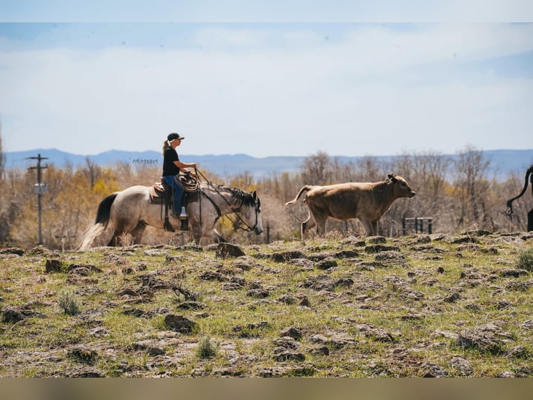 American Quarter Horse Ruin 7 Jaar 163 cm Schimmel in Saint Anthony