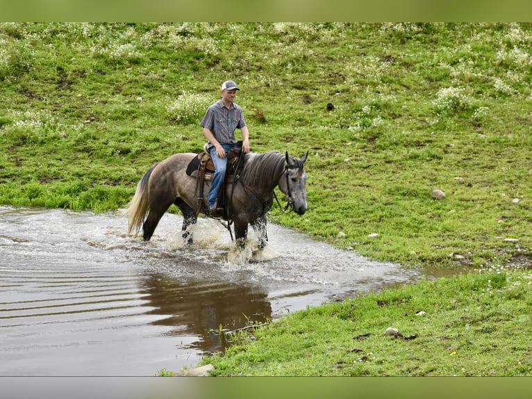American Quarter Horse Ruin 7 Jaar 163 cm Schimmel in Warsaw KY
