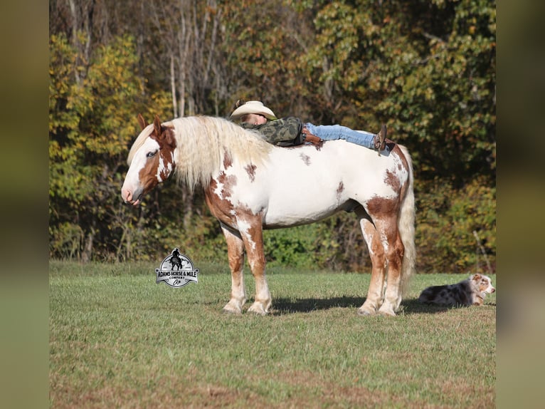 American Quarter Horse Ruin 7 Jaar 165 cm Overo-alle-kleuren in Mount Vernon, KY