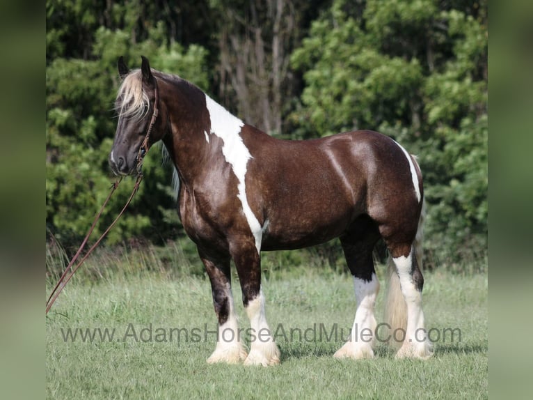 American Quarter Horse Ruin 7 Jaar 165 cm in Mount Vernon