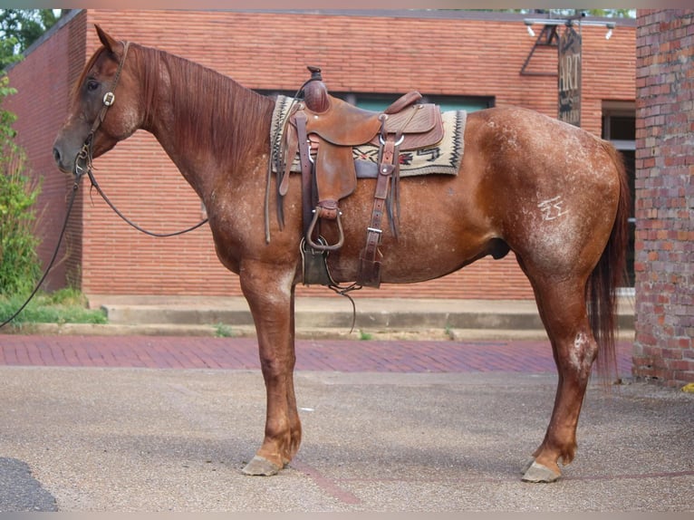 American Quarter Horse Ruin 7 Jaar 165 cm Roan-Red in Rusk TX