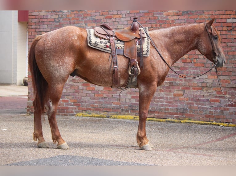 American Quarter Horse Ruin 7 Jaar 165 cm Roan-Red in Rusk TX