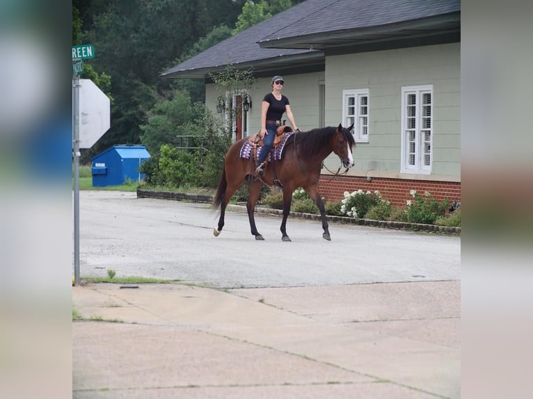 American Quarter Horse Ruin 7 Jaar 165 cm Roodbruin in Grand Saline