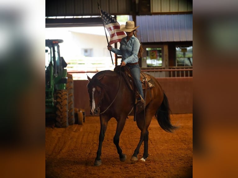 American Quarter Horse Ruin 7 Jaar 165 cm Roodbruin in Grand Saline