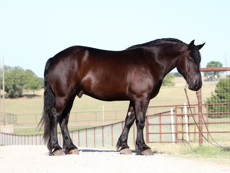 American Quarter Horse Ruin 7 Jaar 165 cm Zwart in jOSHUA tx