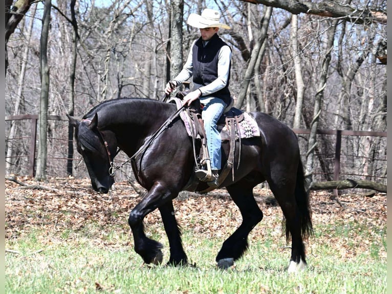 American Quarter Horse Ruin 7 Jaar 165 cm Zwart in Sturgis Mi