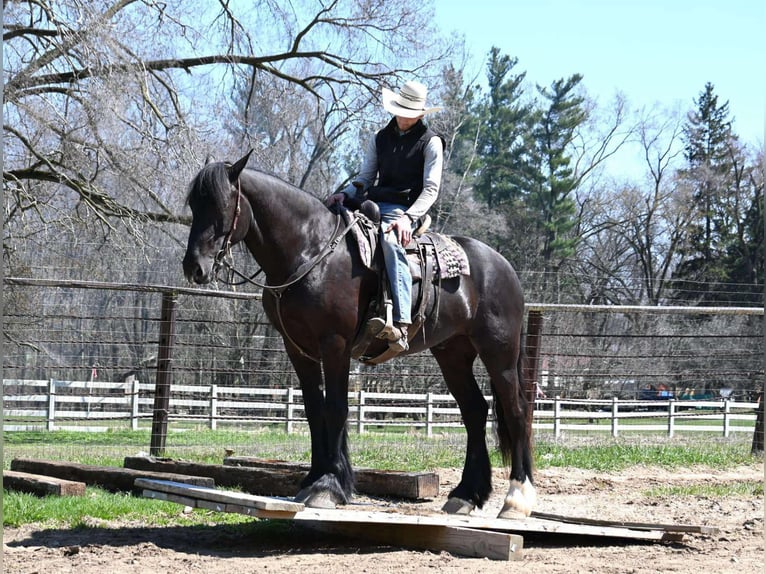 American Quarter Horse Ruin 7 Jaar 165 cm Zwart in Sturgis Mi