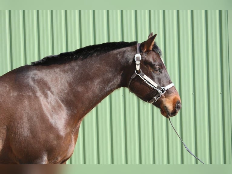 American Quarter Horse Ruin 7 Jaar 167 cm Bruin in Uetersen