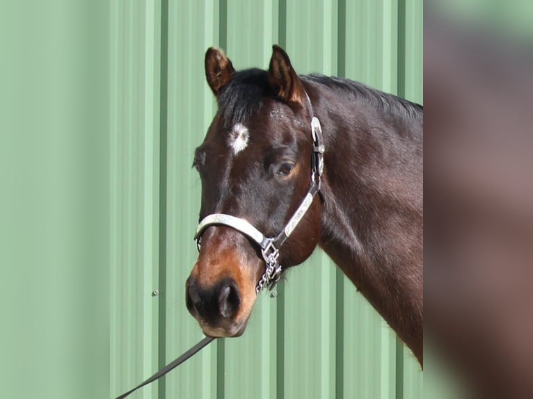 American Quarter Horse Ruin 7 Jaar 167 cm Bruin in Uetersen