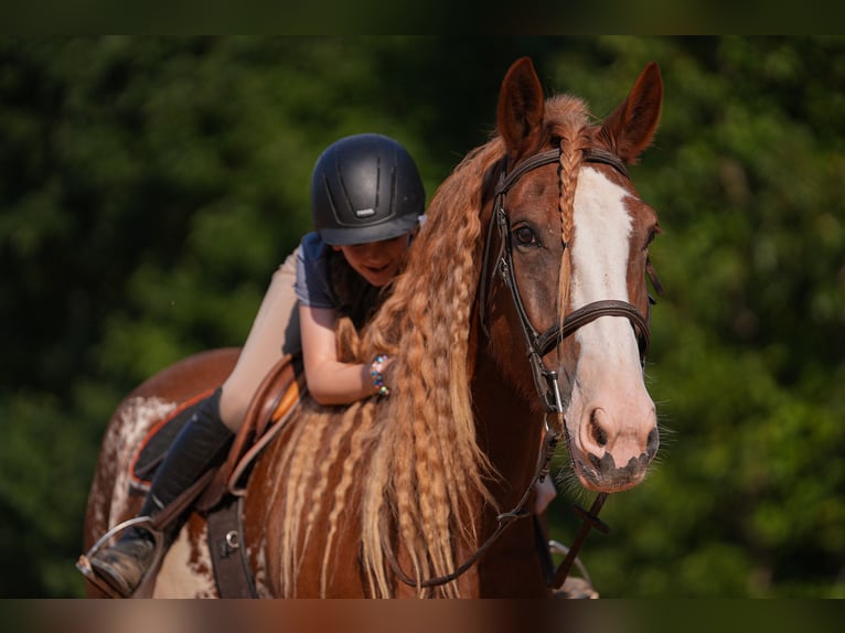 American Quarter Horse Mix Ruin 7 Jaar 168 cm in Clover, SC