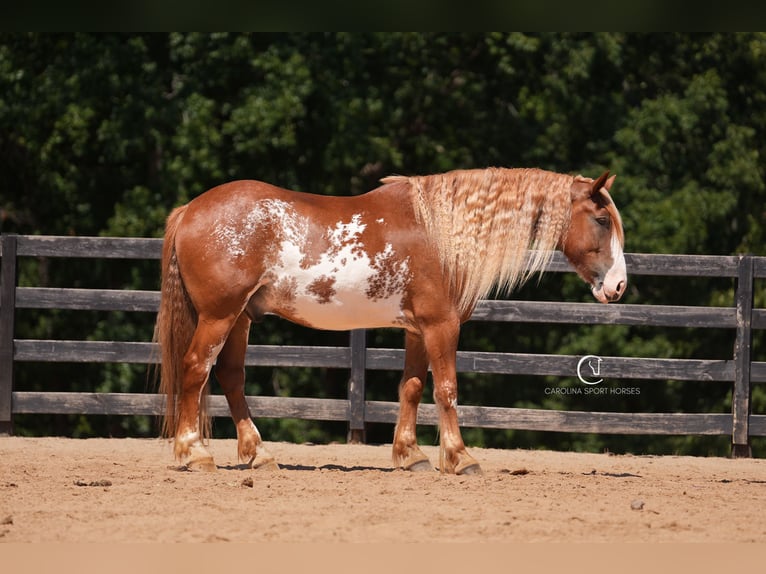American Quarter Horse Mix Ruin 7 Jaar 168 cm in Clover, SC