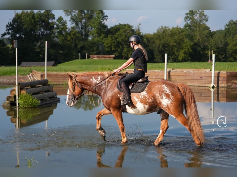 American Quarter Horse Mix Ruin 7 Jaar 168 cm in Clover, SC