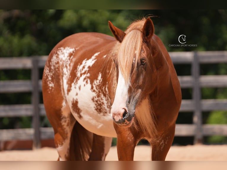 American Quarter Horse Mix Ruin 7 Jaar 168 cm in Clover, SC