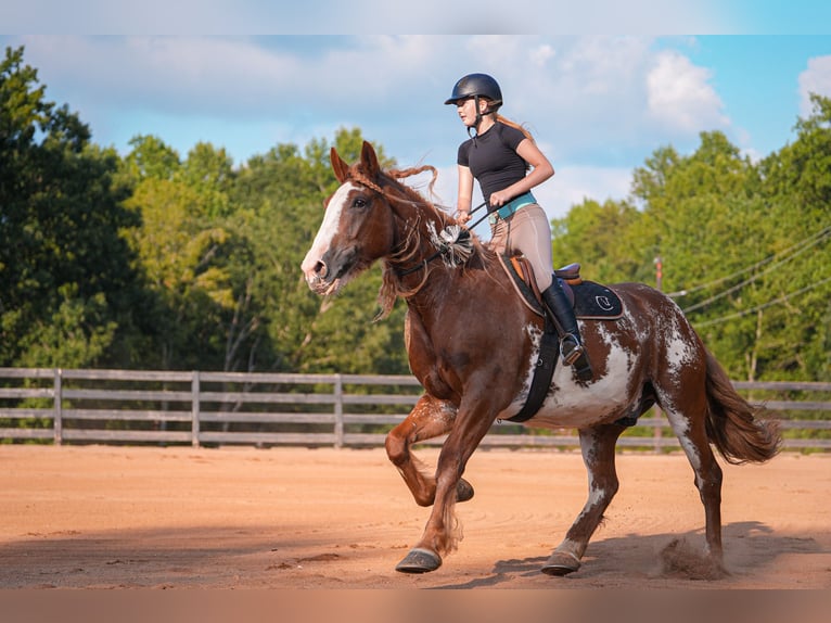 American Quarter Horse Mix Ruin 7 Jaar 168 cm in Clover, SC