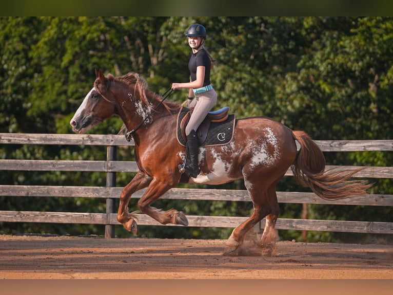 American Quarter Horse Mix Ruin 7 Jaar 168 cm in Clover, SC