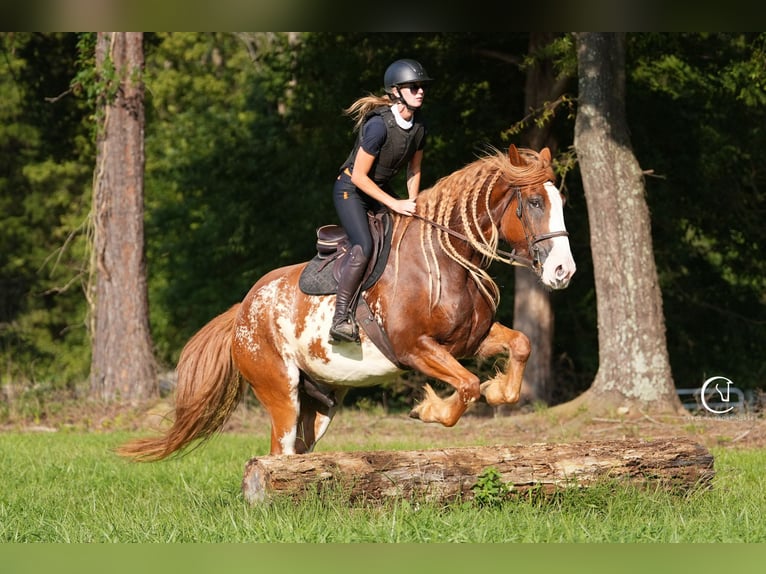 American Quarter Horse Mix Ruin 7 Jaar 168 cm in Clover, SC