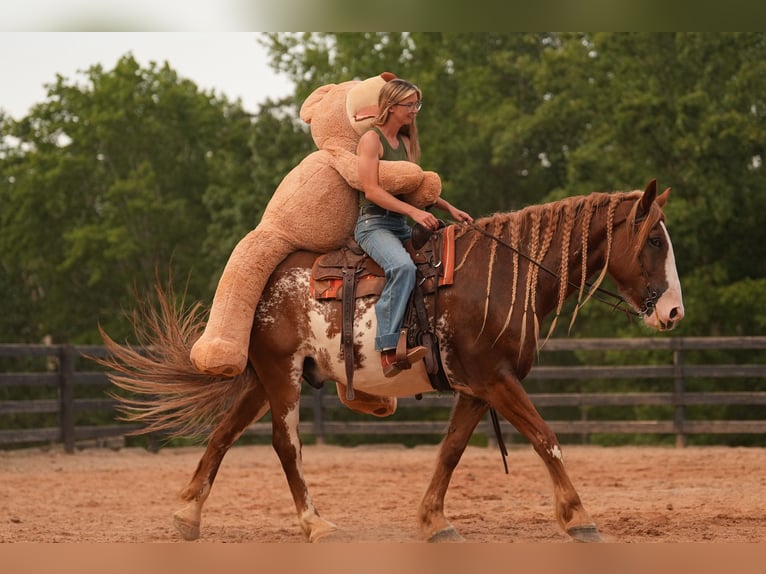 American Quarter Horse Mix Ruin 7 Jaar 168 cm in Clover, SC