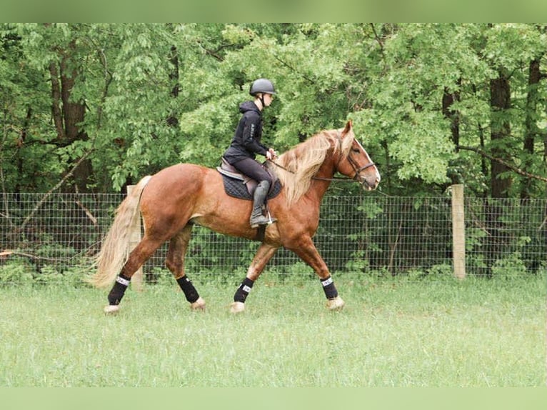 American Quarter Horse Ruin 7 Jaar 170 cm Donkere-vos in Howell, MI