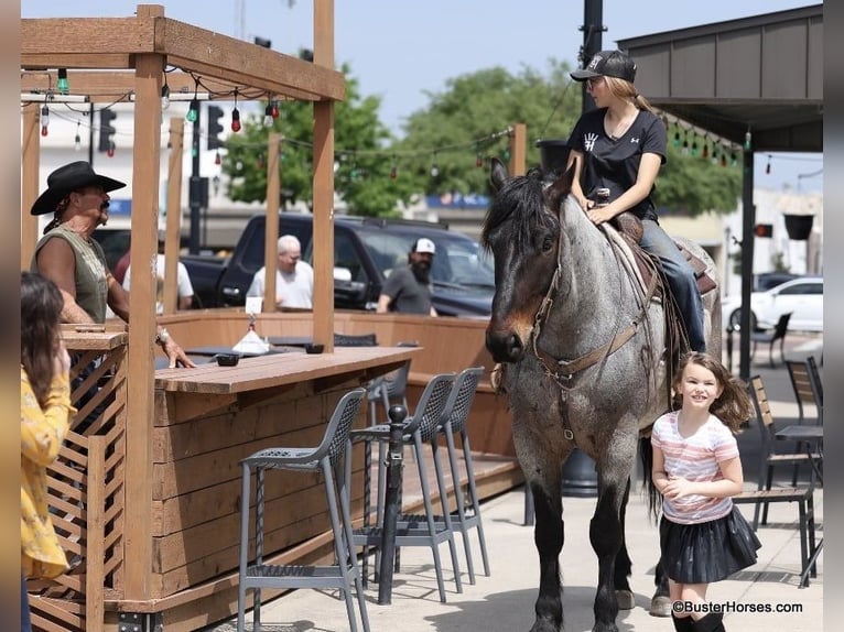 American Quarter Horse Ruin 7 Jaar 170 cm Roan-Bay in WeATHERFORD tx