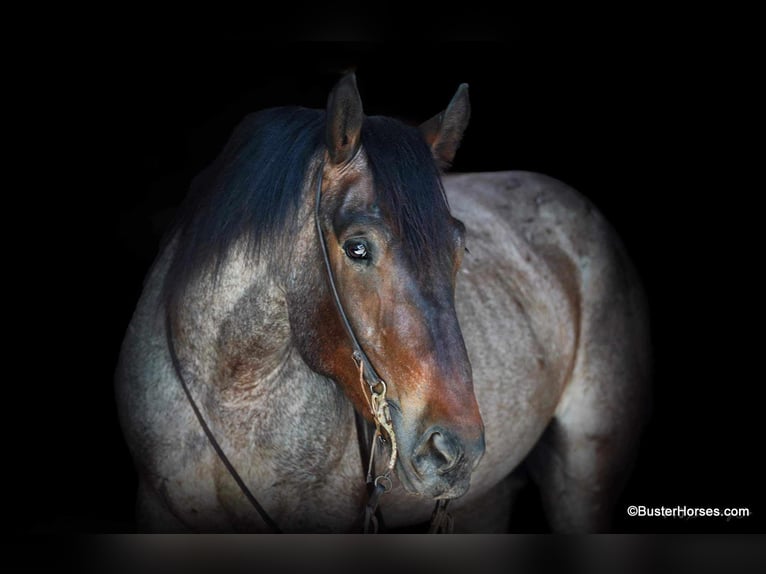 American Quarter Horse Ruin 7 Jaar 170 cm Roan-Bay in WeATHERFORD tx