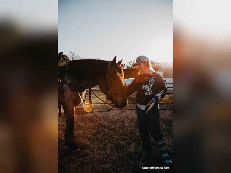 American Quarter Horse Ruin 7 Jaar 170 cm Roan-Bay in WeATHERFORD tx